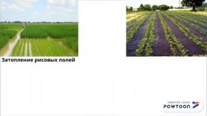 Меры борьбы с сорняками