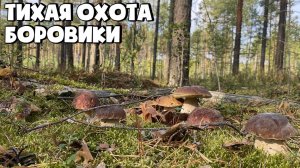 БЕЛЫЕ ГРИБЫ БОРОВИКИ СОСНОВОГО БОРА. БОРОВИКИ ЛЕНИНГРАДСКОЙ ОБЛАСТИ