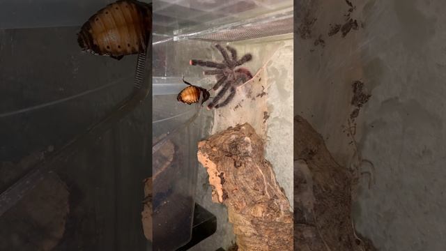 Паучок паучок, выходи! avicularia sp peru purple / avicularia juruensis смотреть онлайн