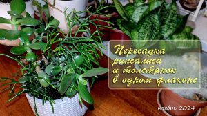Пересадка рипсалиса и толстянок (крассул) в одном флаконе | цветы дома, ноябрь 2024