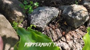 Хоста сорт Peppermint Twist...#hosta #коллекция #сорта #хоста #2024