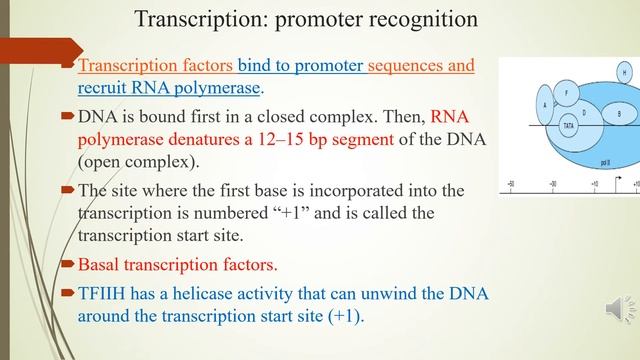 Transcription смотреть онлайн