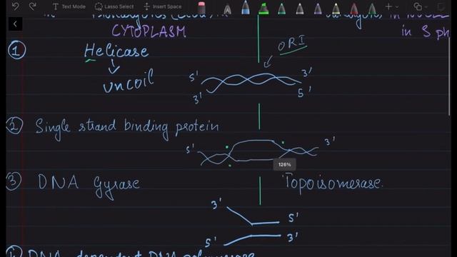 Replication | Molecular Basis of Inheritance | NEET, CBSE