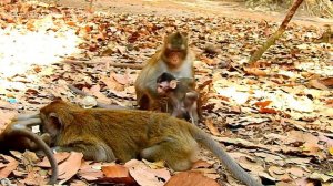 ALBA STOP DISTURBED ME!! ALBA WHERE IS YOUR DISCIPLINE? ANNA ANGRY ALBA & PLUCKING ALBA HAIRS