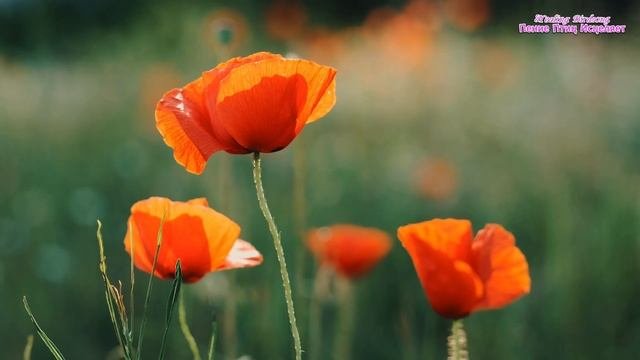 ВЕСЕННЕЕ ПЕНИЕ ДРОЗДОВ СОЗДАСТ ГАРМОНИЮ И ПОКОЙ В ДУШЕ.УСПОКАИВАЕТСЯ НЕРВНАЯ СИСТЕМА. #музыкадлясна