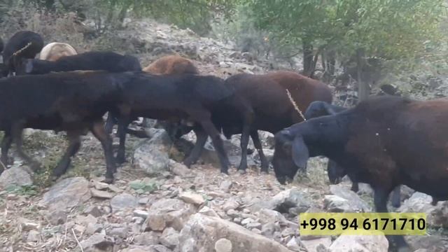 Визит Ф/Х " Фатима Мирзахид Барака" в Таджикистан