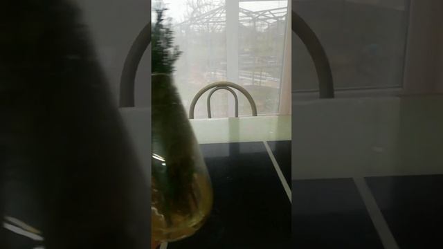 размножение можжевельника в воде. 2из5 веточек дали корешки. #можжевельник #размножениехвойных