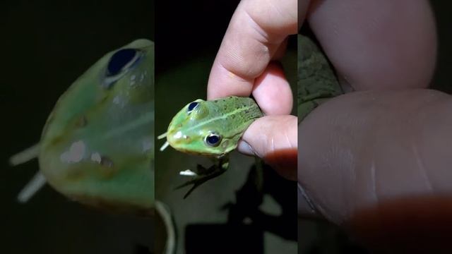 зеленая лягушка смотреть онлайн