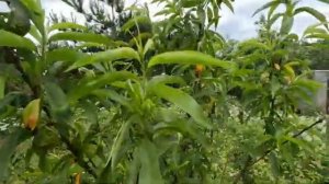 Борьбы с курчавостью листьев персика. Видео №2.