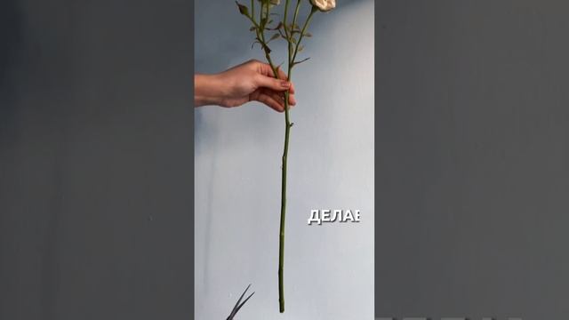 Как ухаживать за розой 🌹 #цветы #флорист #флористика#букетроз смотреть онлайн