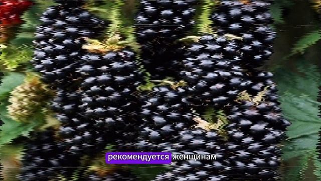 Шелковица:суперфрукт для здоровья! Узнай всю правду о пользе шелковицы для твоего организма.Тутовни