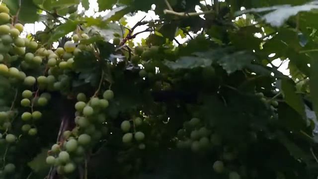Виноград 2018