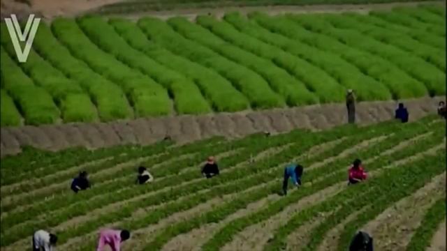 Educação - CONTINENTE DA ÁSIA E OCEANIA - Cidades e Paisagens смотреть онлайн