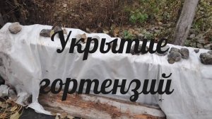 Гортензии укрытие и обрезка.