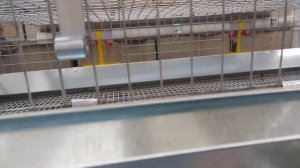 Вместимость клетки перепелов