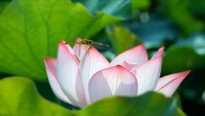 ✓ Margar Mkrtchyan - Hogevor erger - Agape studio