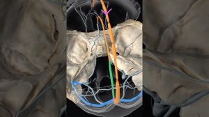 Синусы твердой мозговой оболочки#анатомия#anatomy