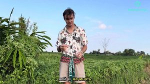🦁Ежовик Гребенчатый : Мицелий Или Плодовые Тела? #ежовик #гребенчатый #полстеметс #вишневский