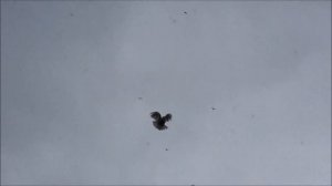 Голуби СВГ Сапон Михаила. г.Донецк. По просьбе. Март 2022г