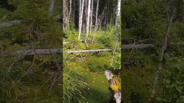 "Водопой" из болота смотреть онлайн