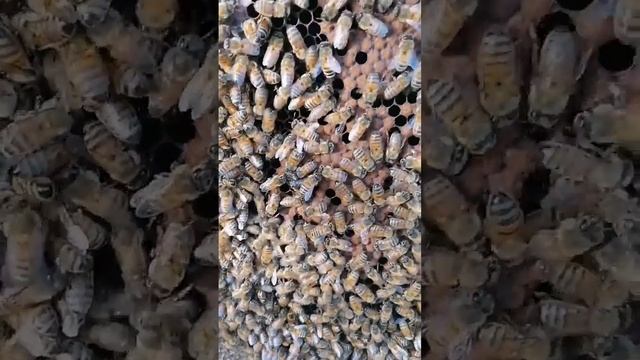 Бакфаст из Германии 2020.Экстерьер пчёл. смотреть онлайн