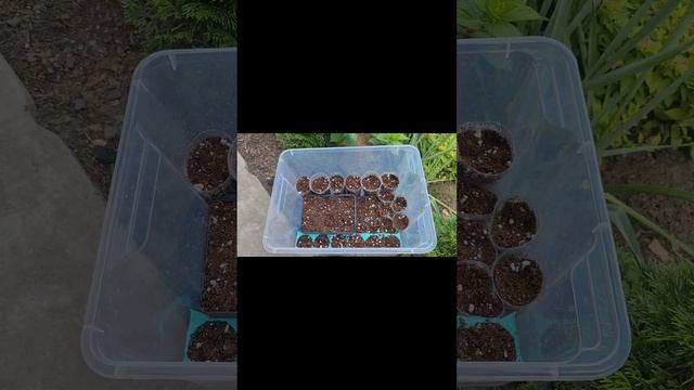 Как укоренять гортензию в жару - все секреты раскрыты. Бери и делай💪! Эксперимент🔥