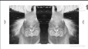 Любопытная белка in G Major 11