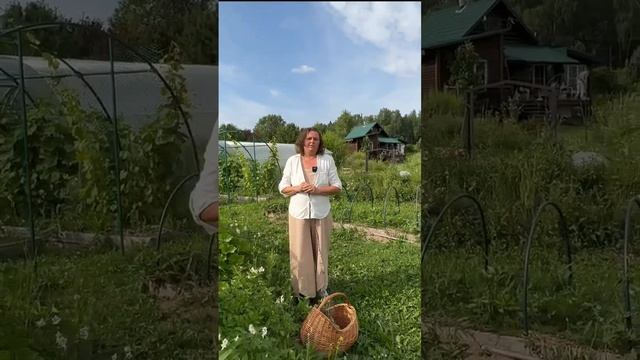 Эффект №1 #пермакультура #ландшафтныйдизайн #ландшафтныйдизайн #сад #дача #огород #fishing смотреть онлайн