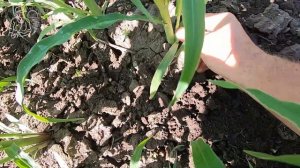 🌽 Вся правда о кукурузе 🌱 Удаляем пасынки на кукурузе и прореживаем всходы