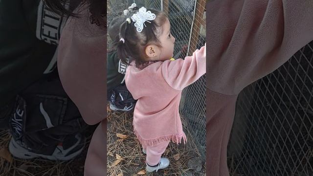 нет картонкета ест курица смотреть онлайн