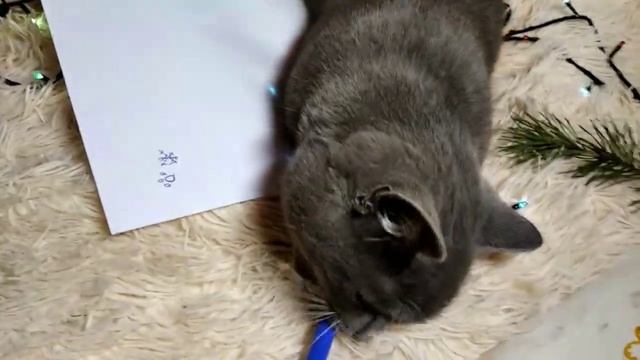 Тоша пишет письмо Зверю Морозу смотреть онлайн