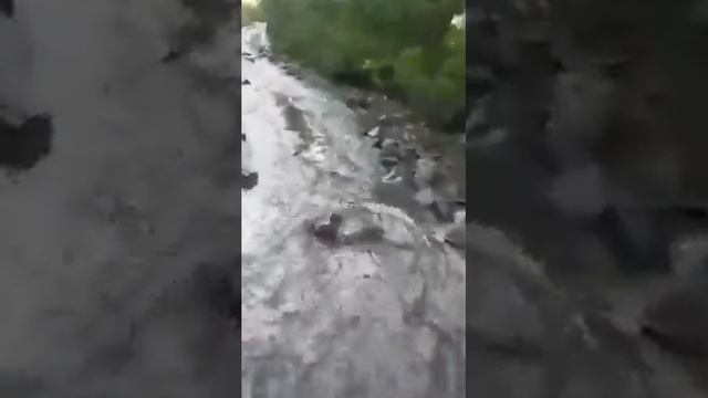 сель