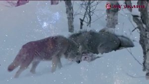 Волк ОБАЛДЕННАЯ песня до слёз ❤️ Вячеслав Сидоренко 🎵
