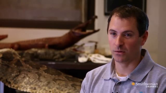 Titanoboa: Monster Snake - Titanoboa at the Zoo? смотреть онлайн