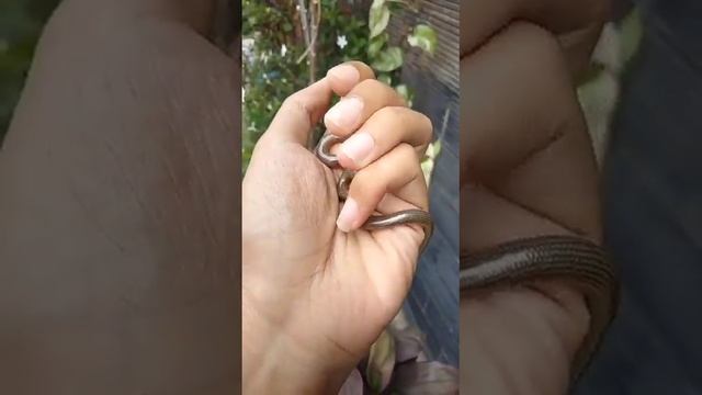 Snack caecilian albino