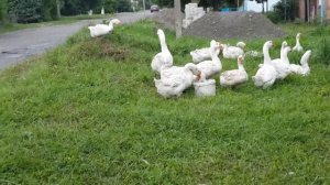 Выпас гусей на центральной улице. решение проблемы.😉