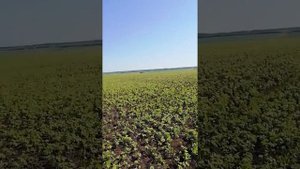 Гербицид по сое