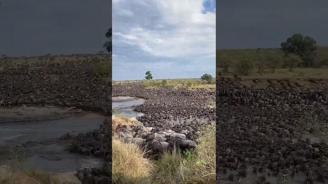 The Wildebeest Migration crossing the Mara River Serengeti National Park Tanzania