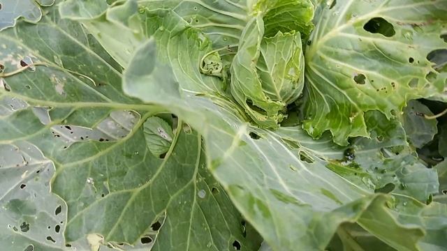 Bắt sâu cho vườn rau|| Cô giáo ở nông thôn vlog смотреть онлайн