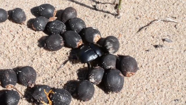 Dung beetles deceived into dispersing dung-mimicking seeds смотреть онлайн