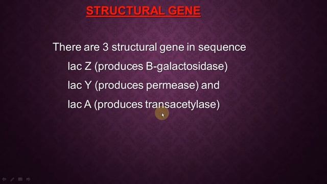 Lac- Operon | Molecular Basis of Inheritance | (Class 12) Biology