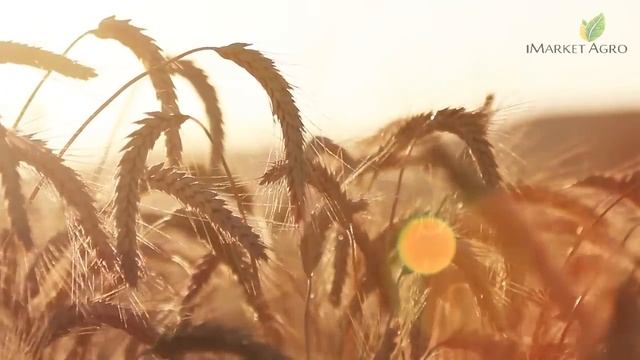 Елегант гербіцид для зернових та кукурудзи виробник ADAMA