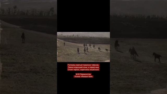 Лермонтов часто писал о Кабардинской породе лошадей🔥 смотреть онлайн