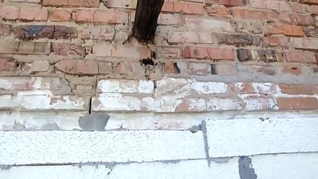 Рой в стене смотреть онлайн