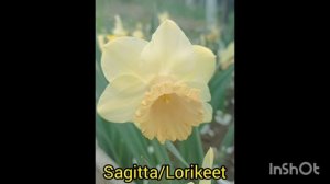 Нарциссы. Обзор сортов. Итоги