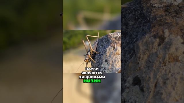 Уникальные секреты природы 🌿🕷️ - Вы не поверите, что происходит! 💥