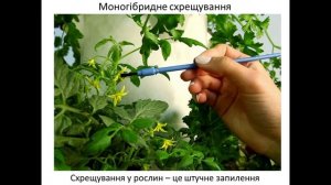 9 клас  31 Генотип, фенотип, алелі