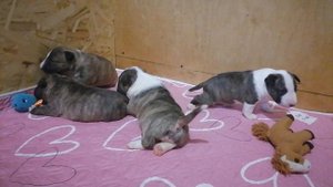 Минибультерьер щенки