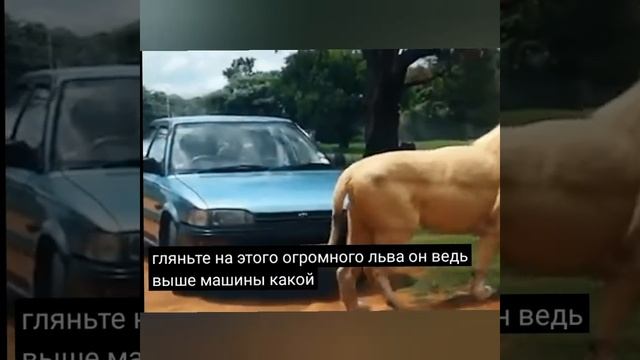 ГИГАНТЫ Животные. смотреть онлайн