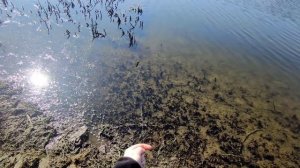 Закинул раколовки и был в шоке от улова!!! Первые раки в 2024 году